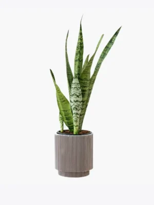 product-image-6_optimized Sansevieria Zeylanica